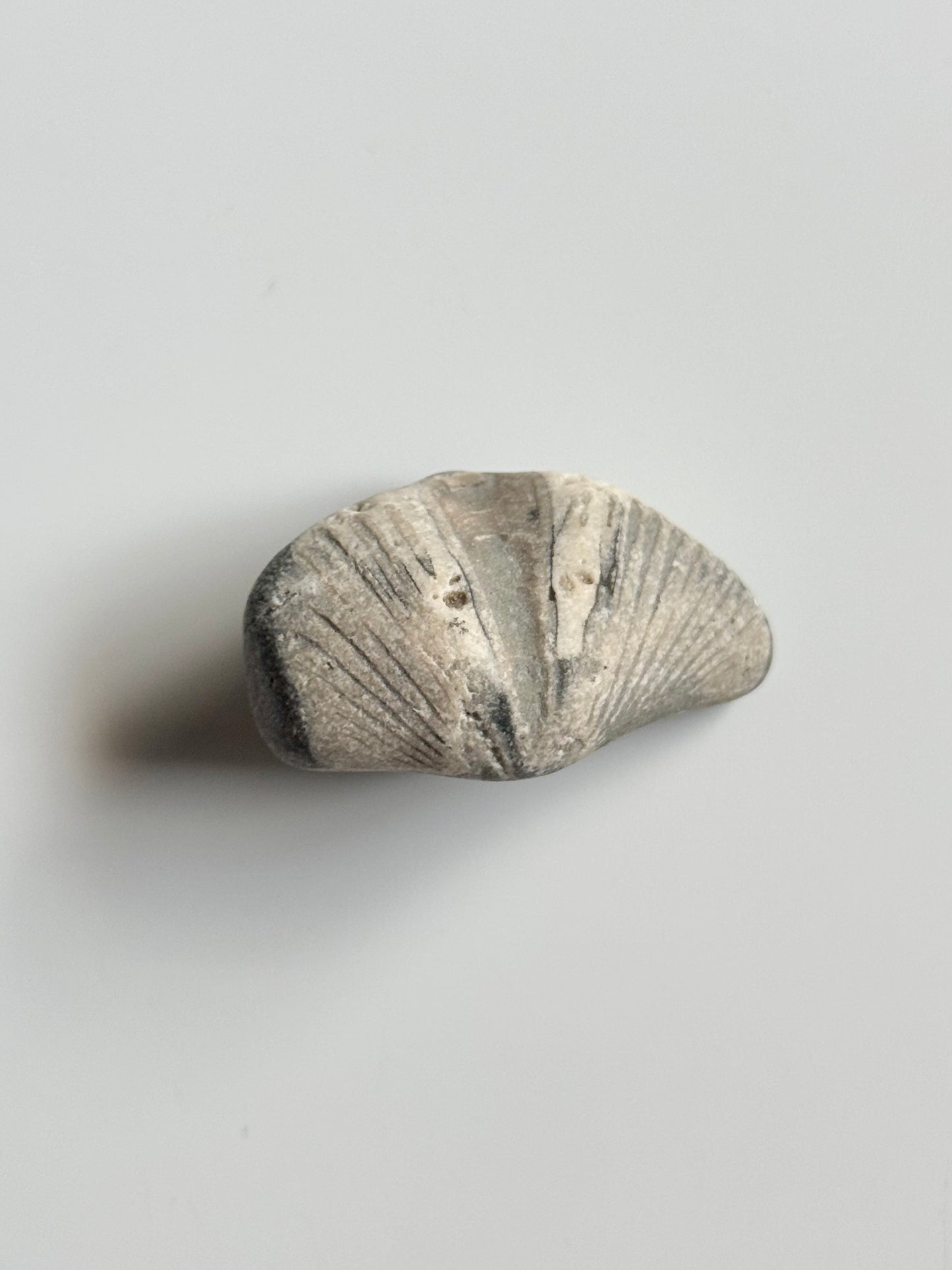 Lake Michigan Brachiopod, Raw