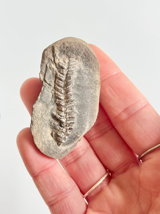 Neuropteris Fern Fossil