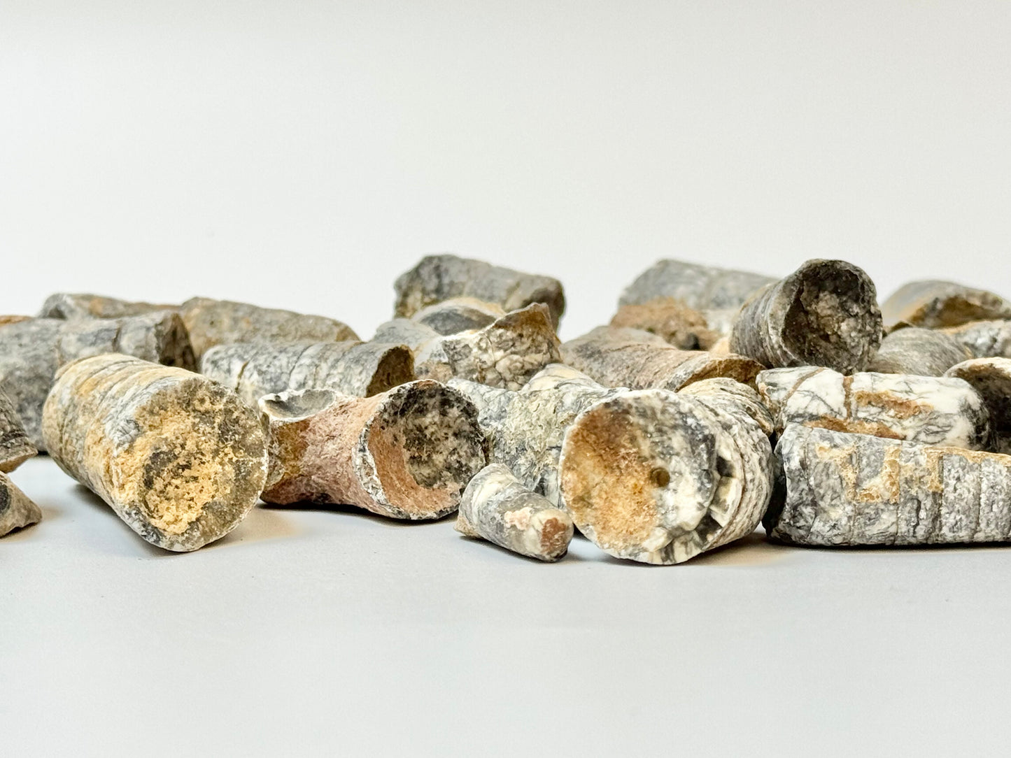 Raw Orthoceras Fossil, 1lb Lot