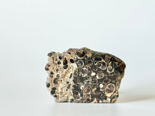 Turritella Agate Slab