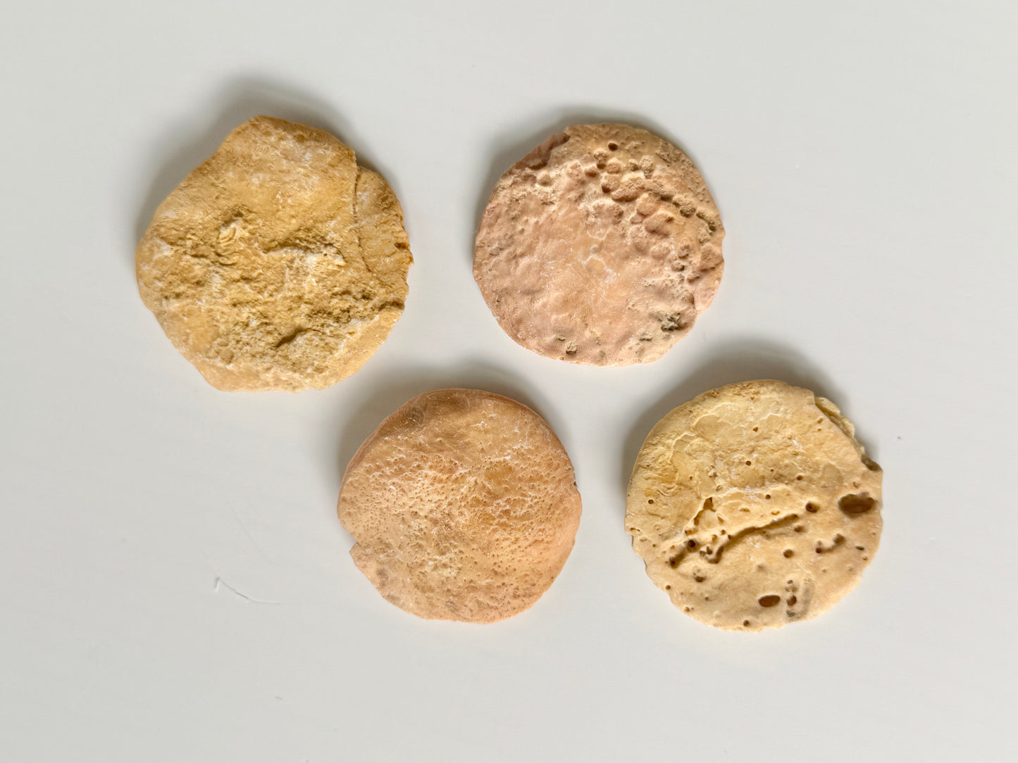 Coin Worm Fossil