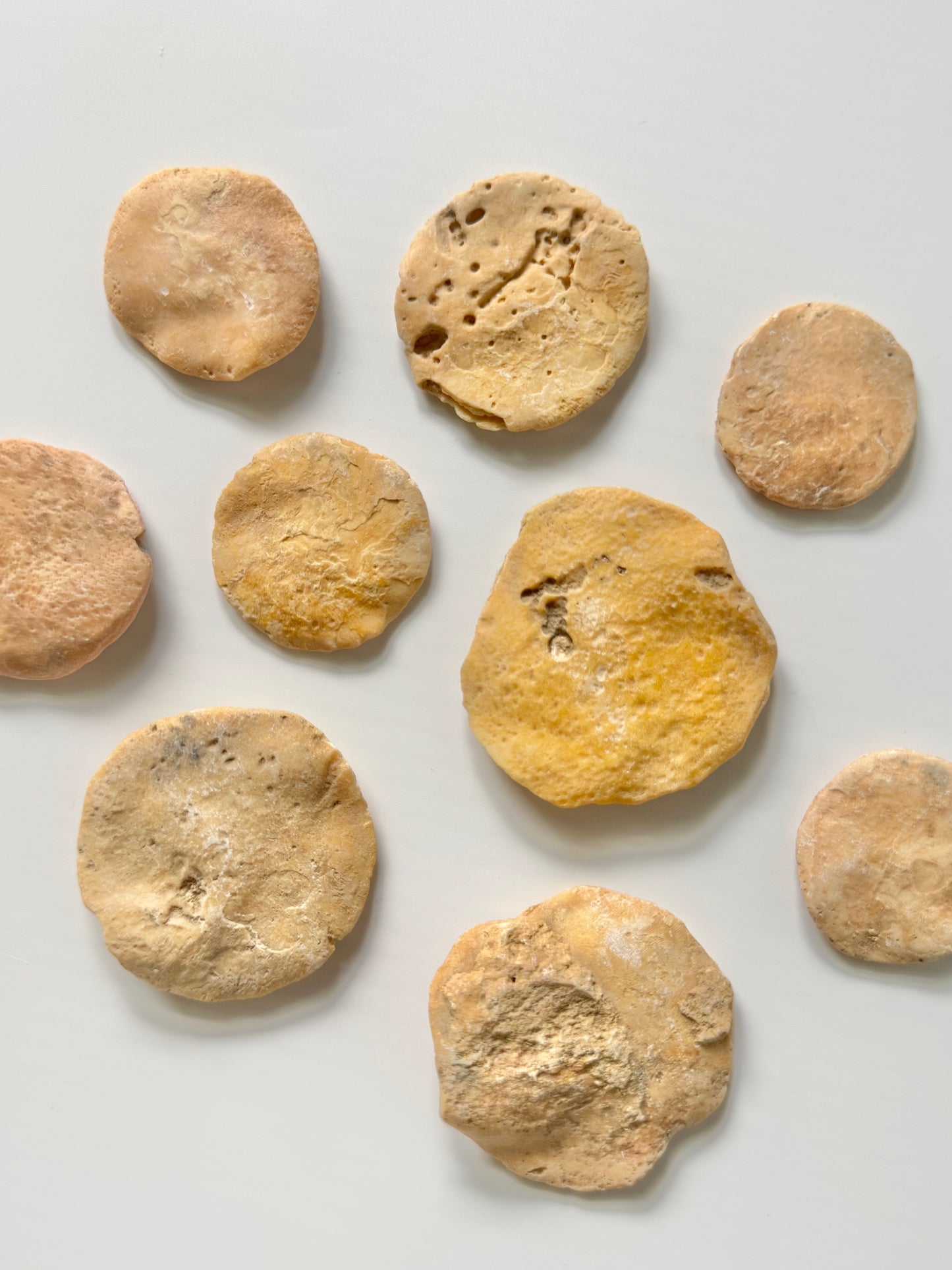 Coin Worm Fossil