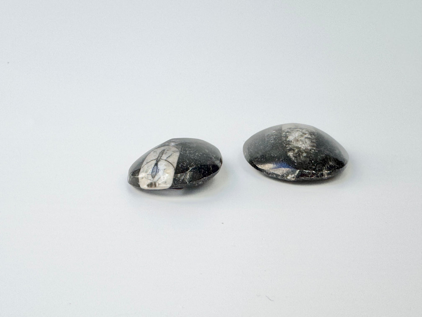 Orthoceras Fossil, Small