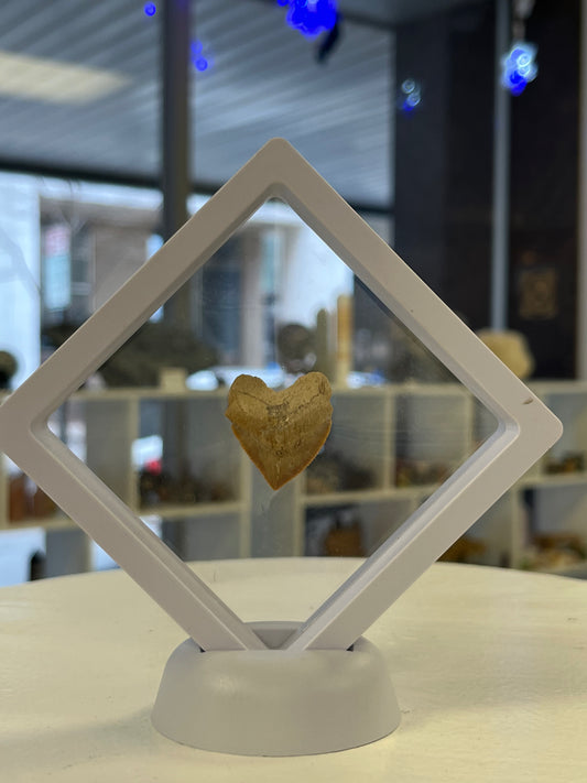 Floating White Specimen Display Box, 3.5"