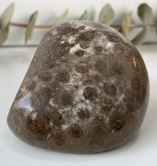 Polished Petoskey coral fossil,