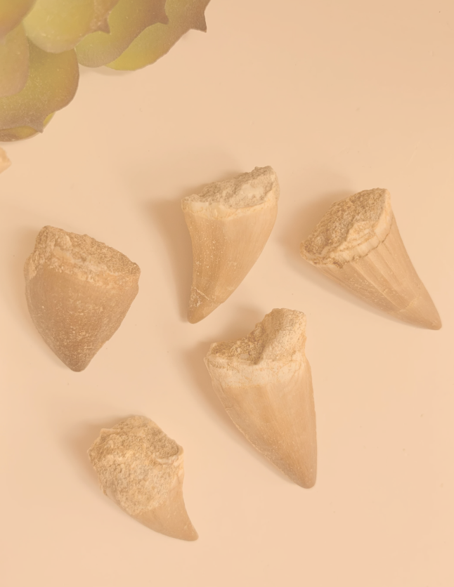 Mosasaur Tooth Fossil, ~.75-1"