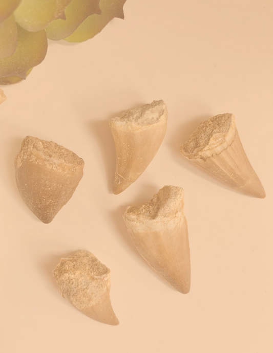 Mosasaur Tooth Fossil, ~.75-1"