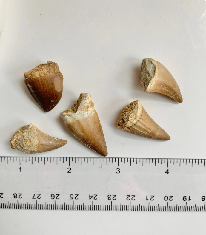 Mosasaur Tooth Fossil, ~.75-1"