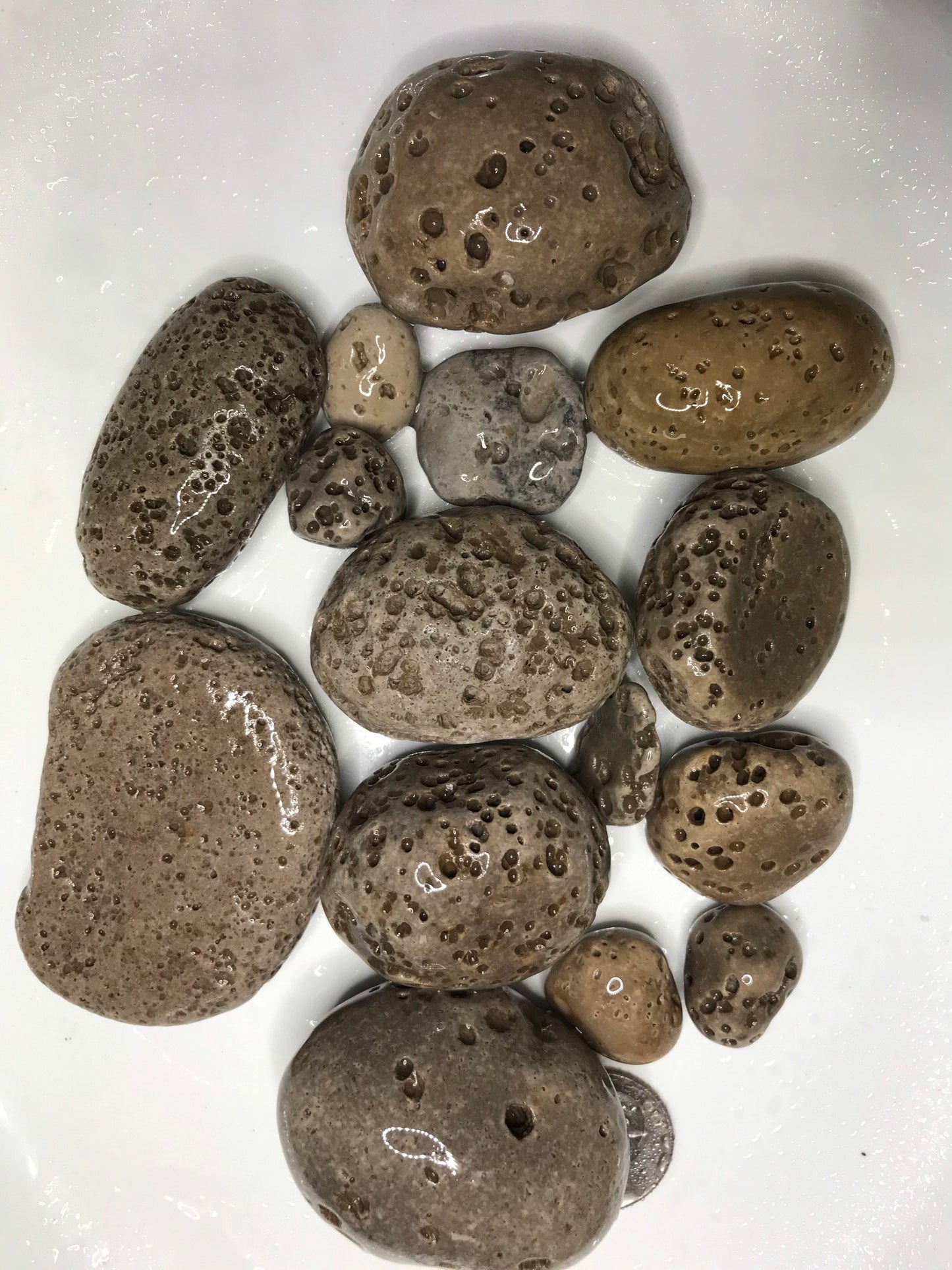 Vesicular Rocks (1lb), Rocks with holes, Lake Michigan rocks