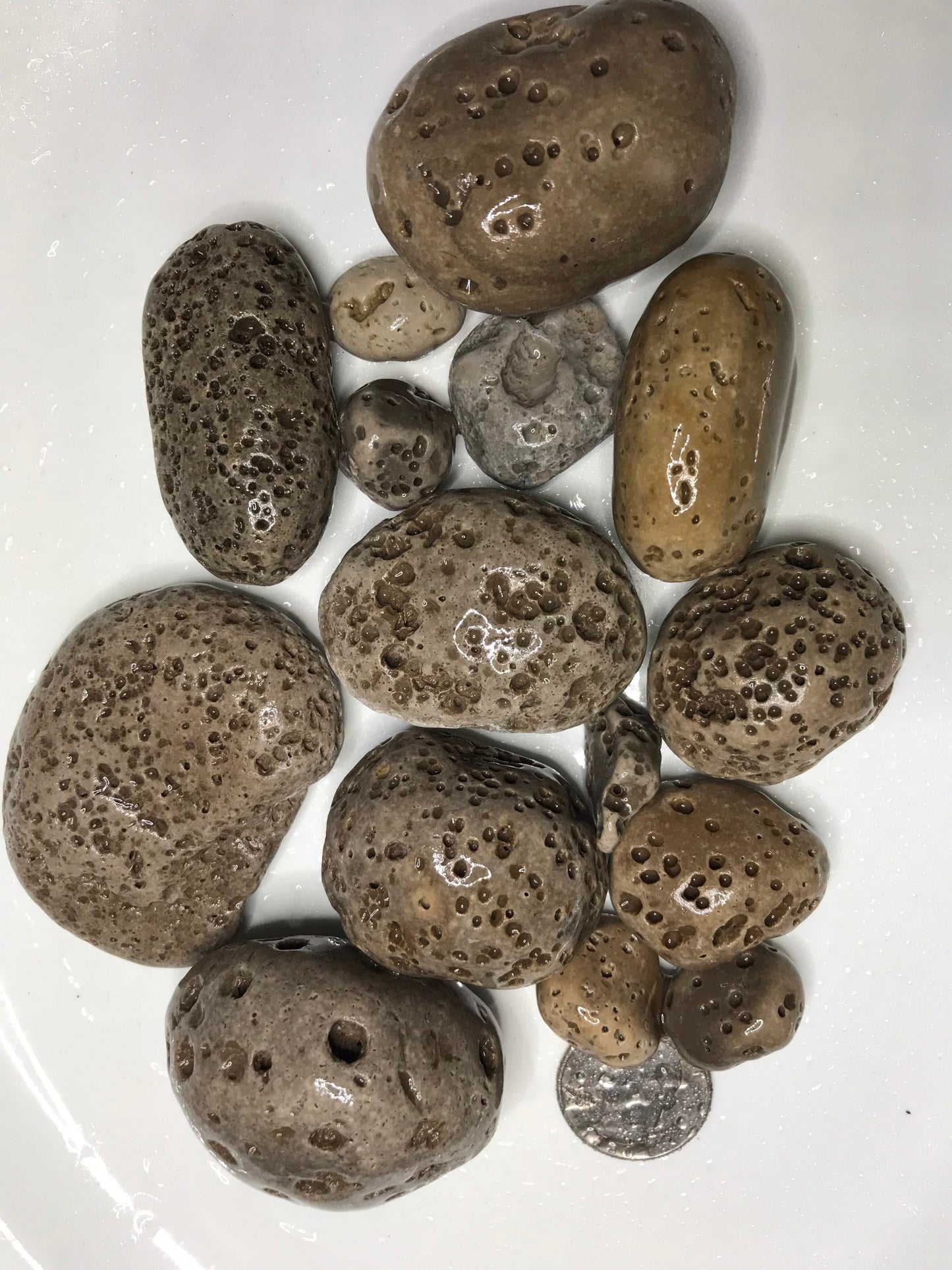 Vesicular Rocks (1lb), Rocks with holes, Lake Michigan rocks