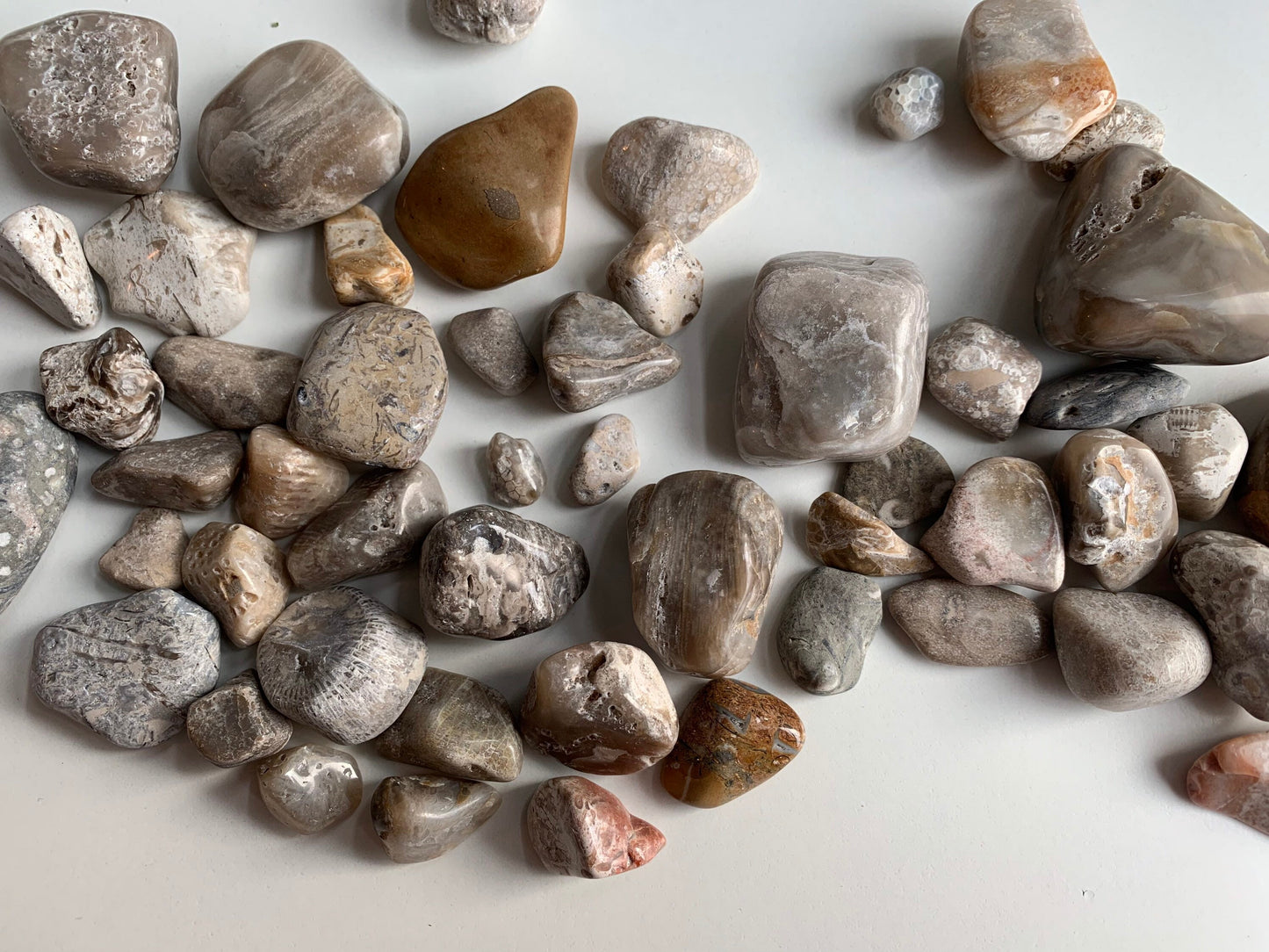 Polished Great Lakes Fossils (4oz Assorted), Polished Fossils, Lake Michigan fossils, Great Lakes fossils, stocking stuffer