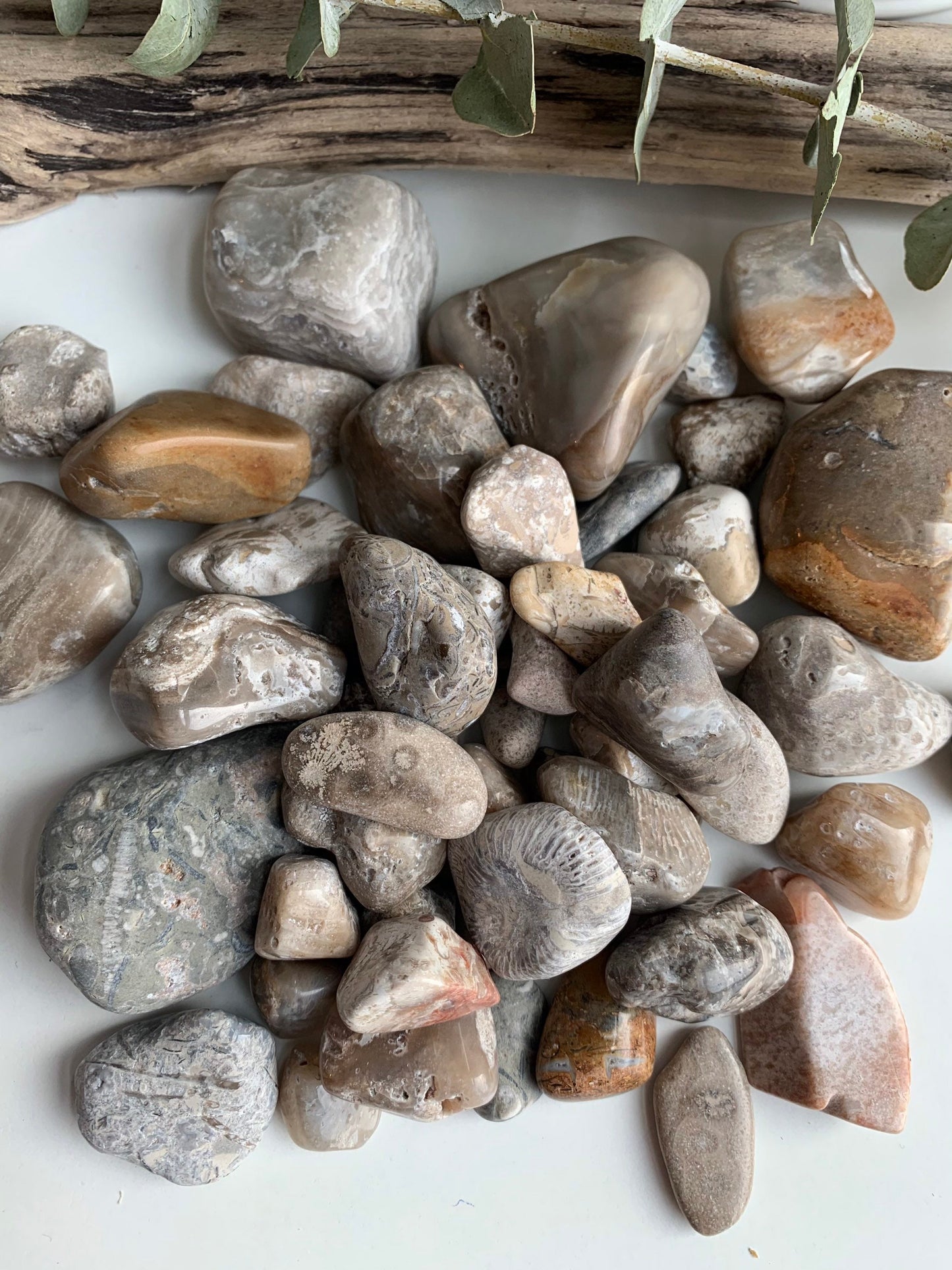 Polished Great Lakes Fossils (4oz Assorted), Polished Fossils, Lake Michigan fossils, Great Lakes fossils, stocking stuffer