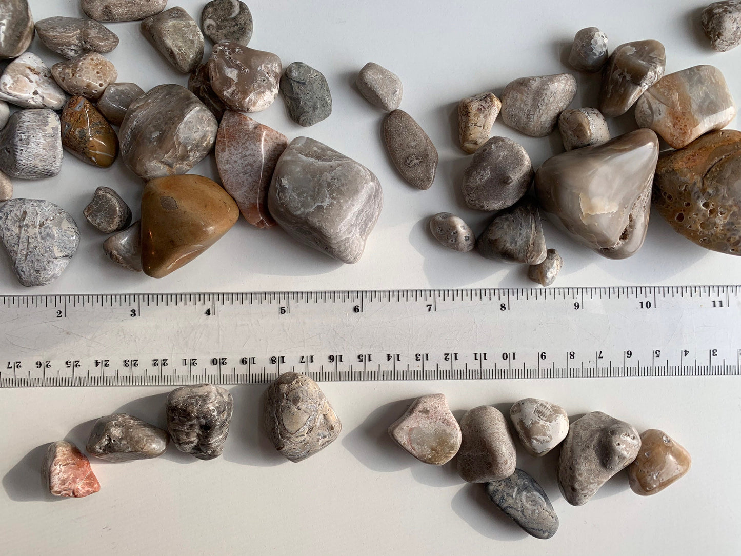 Polished Great Lakes Fossils (4oz Assorted), Polished Fossils, Lake Michigan fossils, Great Lakes fossils, stocking stuffer