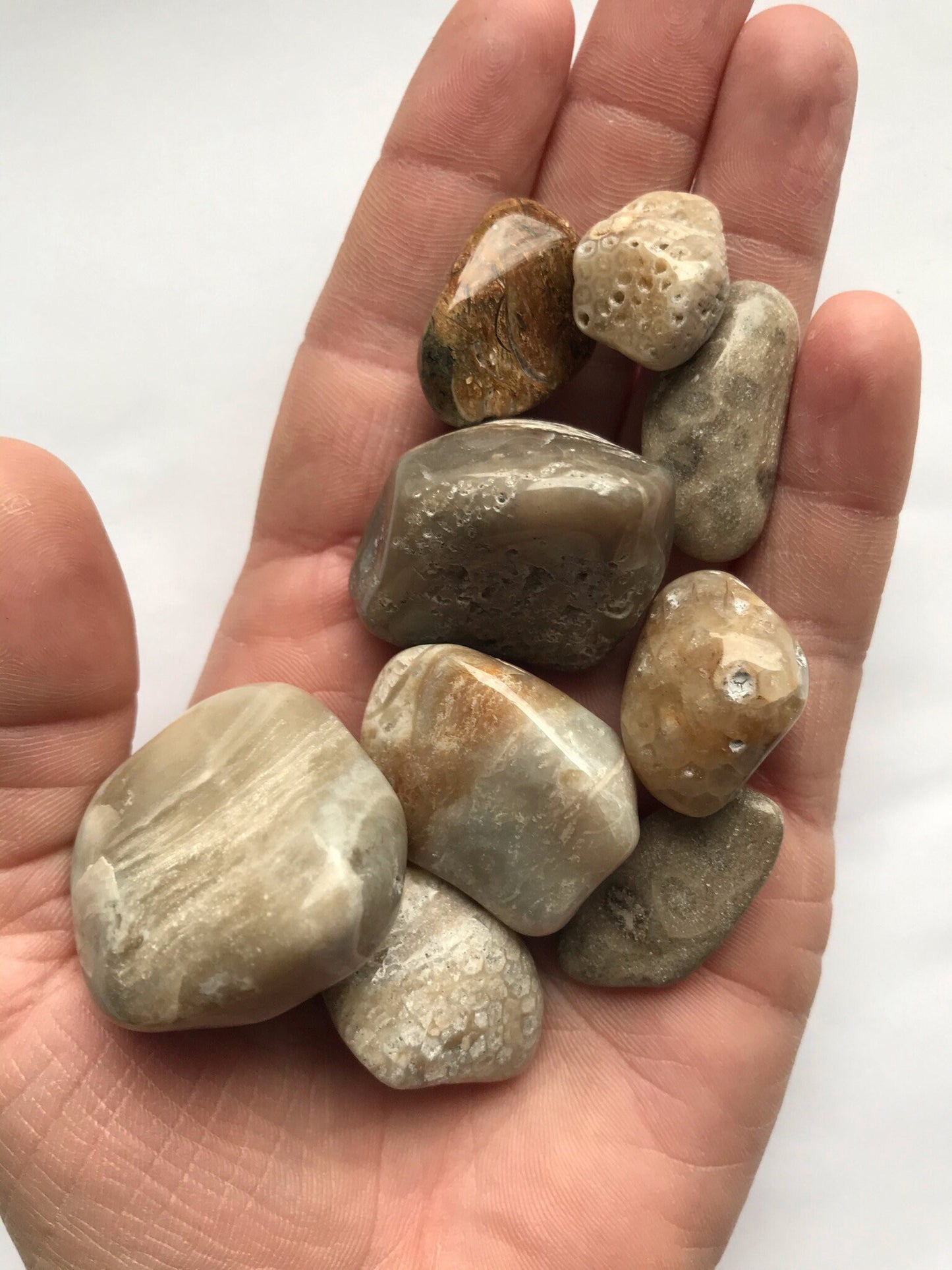 Polished Great Lakes Fossils (4oz Assorted), Polished Fossils, Lake Michigan fossils, Great Lakes fossils, stocking stuffer