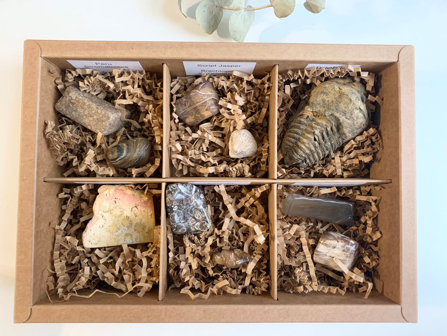 Fossil collection kit (10 piece)