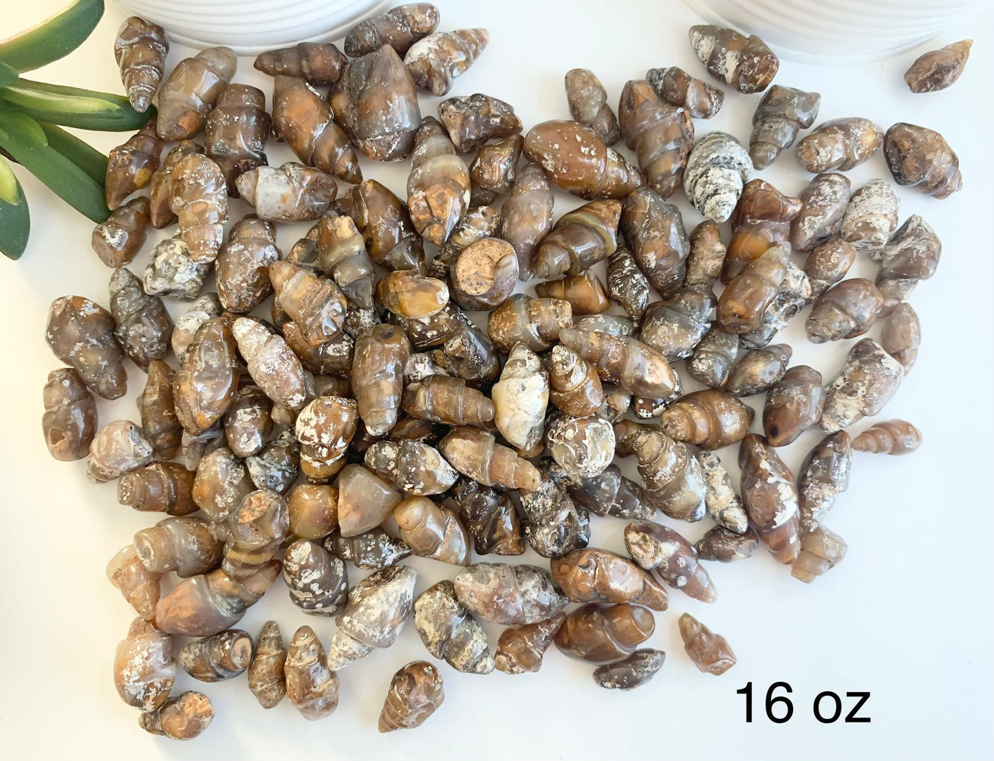 Polished Turritella agate shell fossils, bulk Turritella agate shells, fossil rocks, agates, interesting rocks