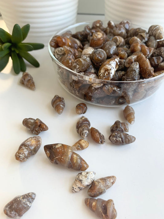 Polished Turritella agate shell fossils, bulk Turritella agate shells, fossil rocks, agates, interesting rocks