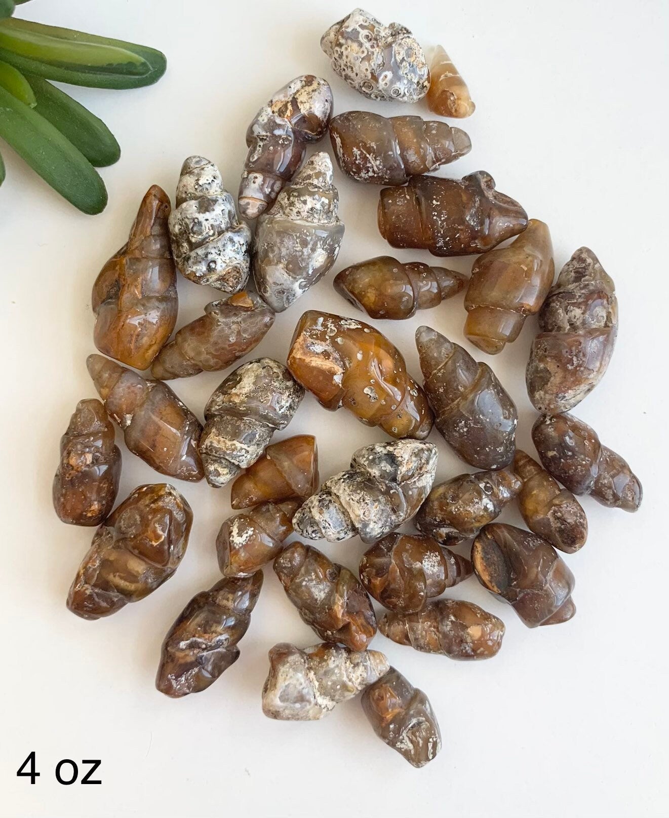Polished Turritella agate shell fossils bulk Turritella agate shells fossil rocks agates interesting rocks