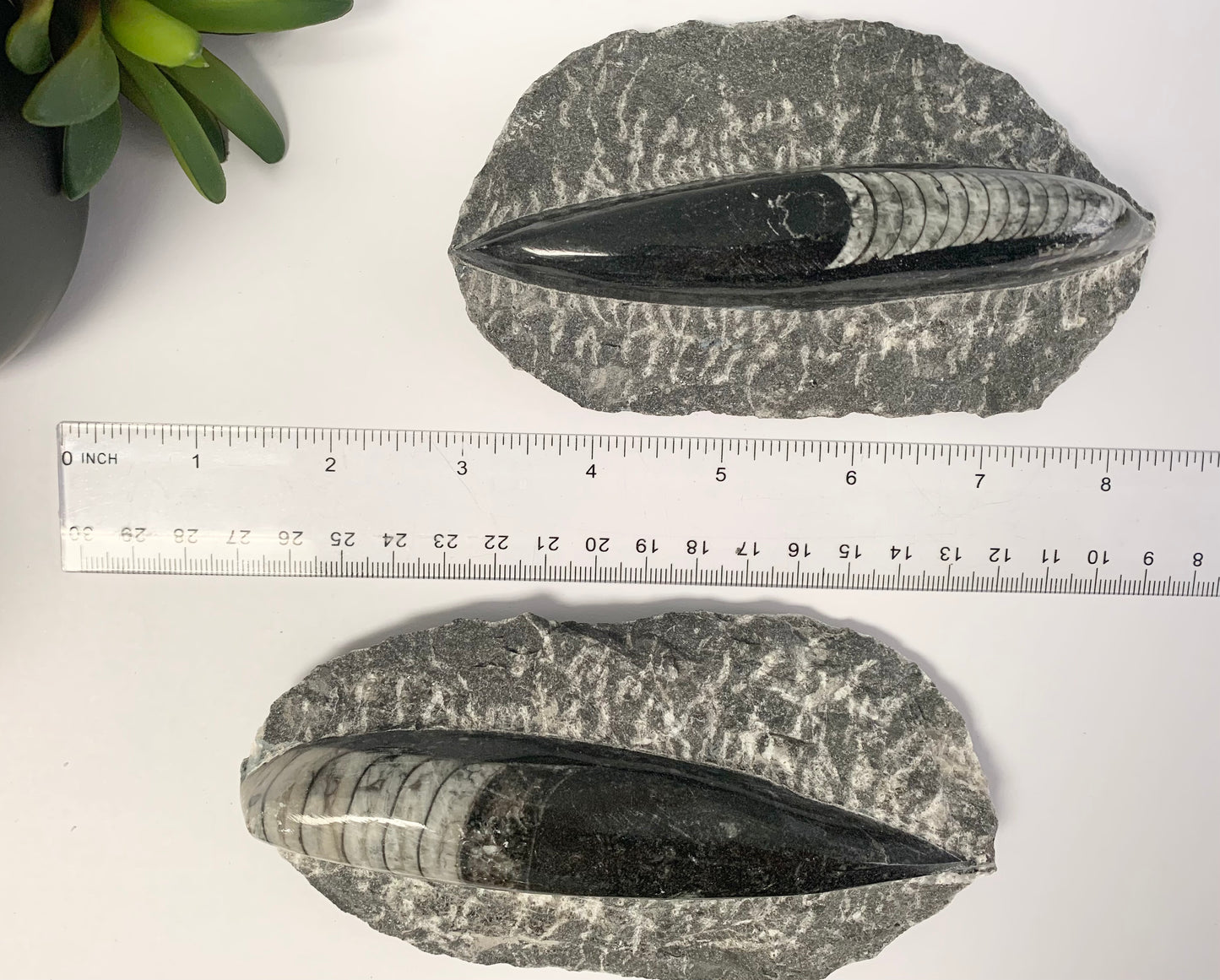 Orthoceras fossil in Matrix, single