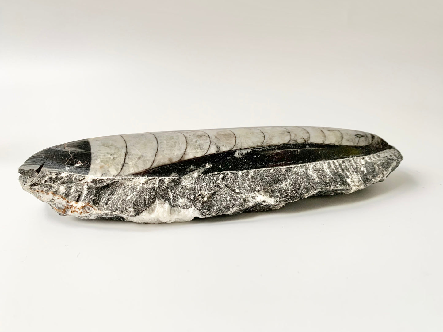 Orthoceras fossil in Matrix, single