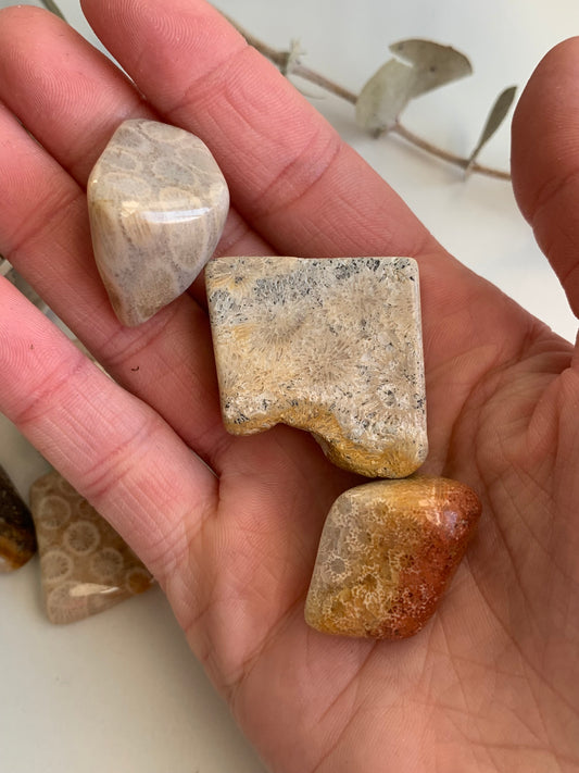 Indonesian Coral Fossil Tumbles