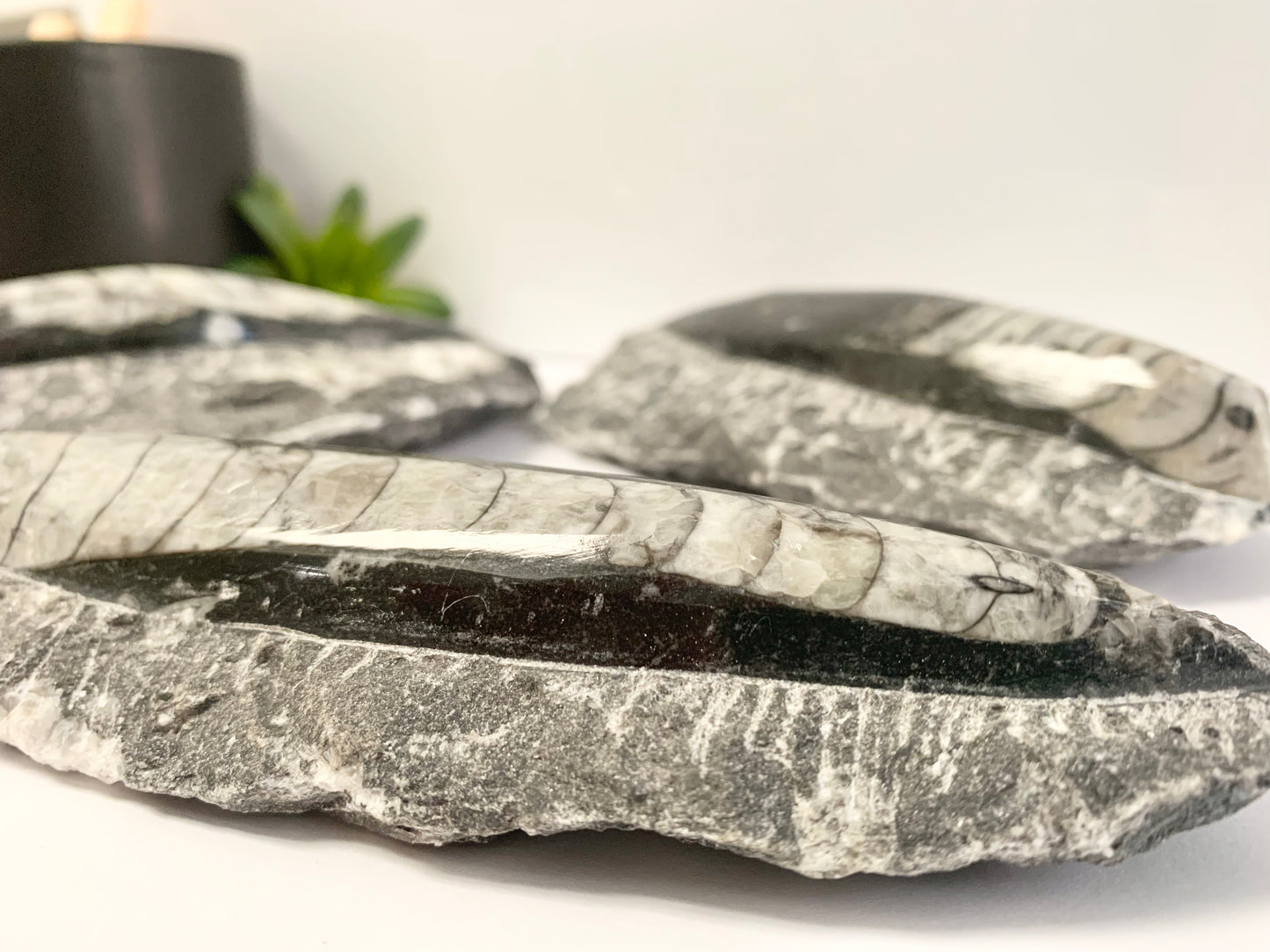 Orthoceras fossil in Matrix, single