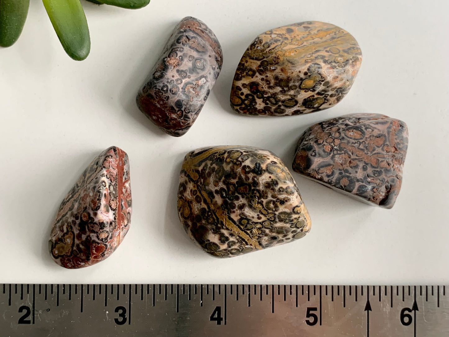 Leopardskin Jasper