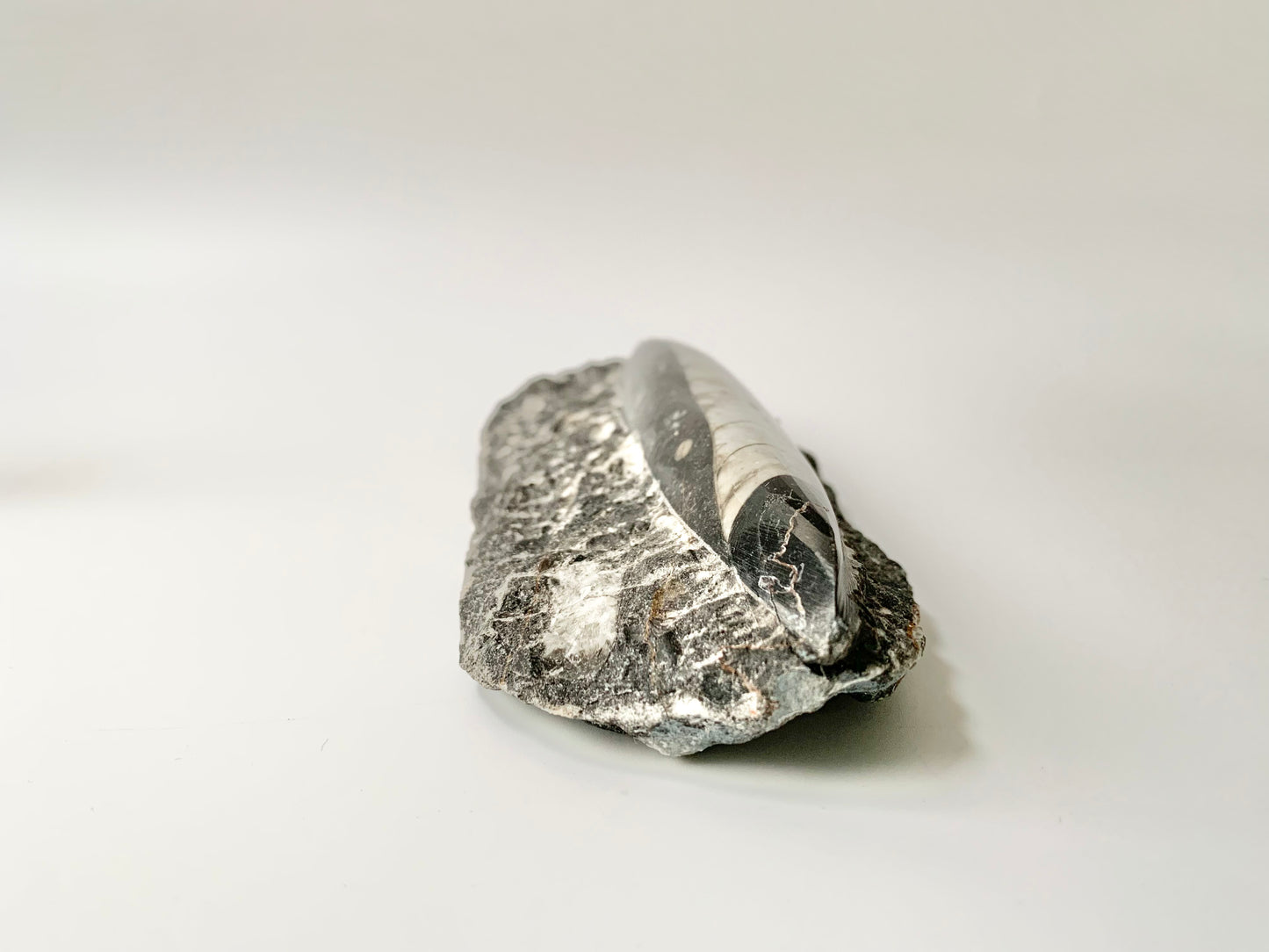 Orthoceras fossil in Matrix, single