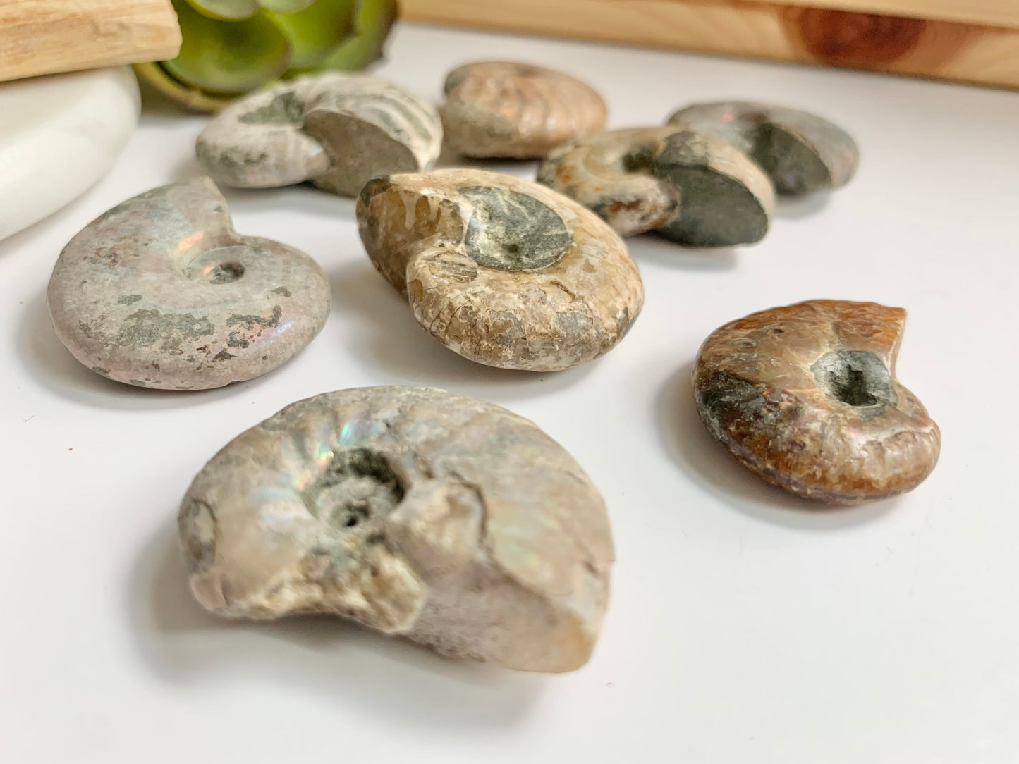 Pearly Ammonite Fossils