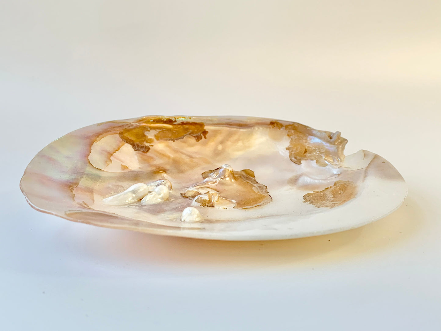 Blister pearl shell