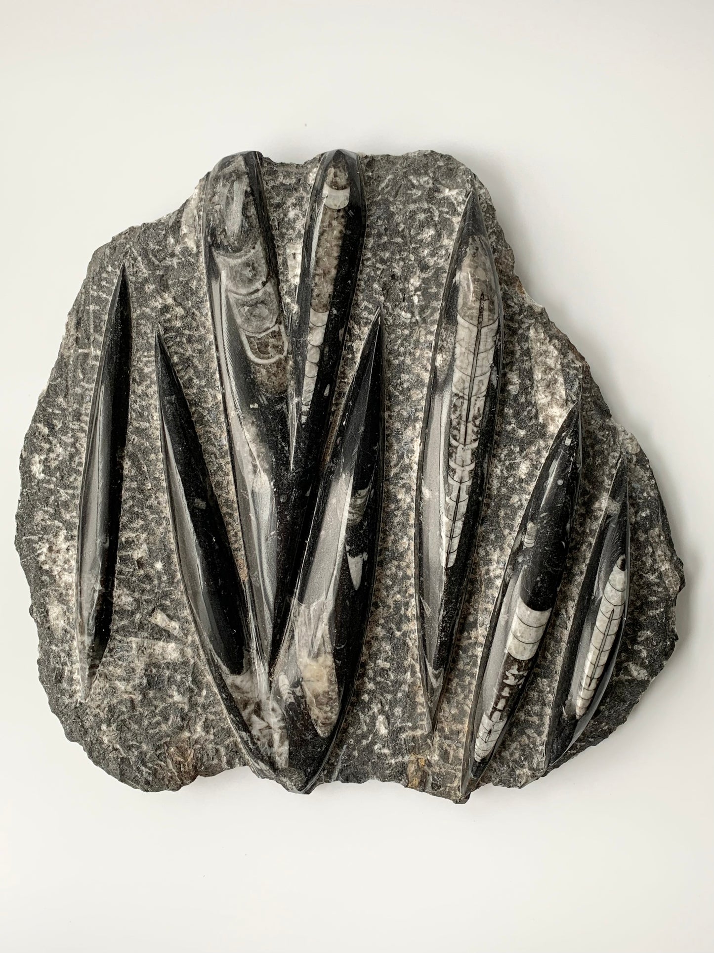 Orthoceras Fossil in Matrix, Multiple