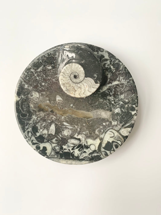 Goniatite Fossil Dish, 3.5-4"