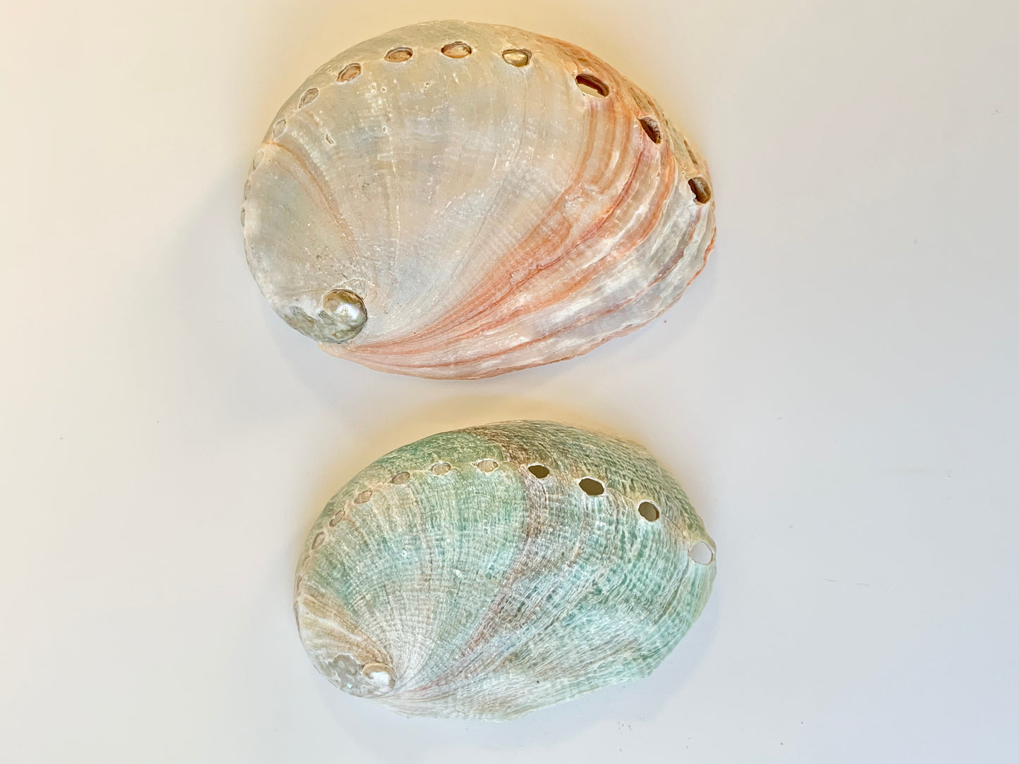 Red abalone shell
