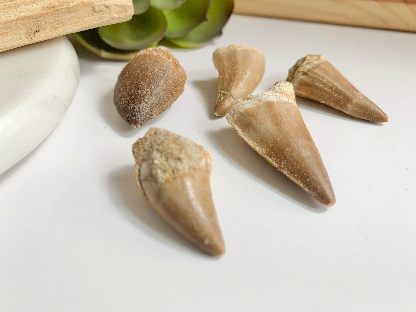 Mosasaur Teeth (~1 inch)