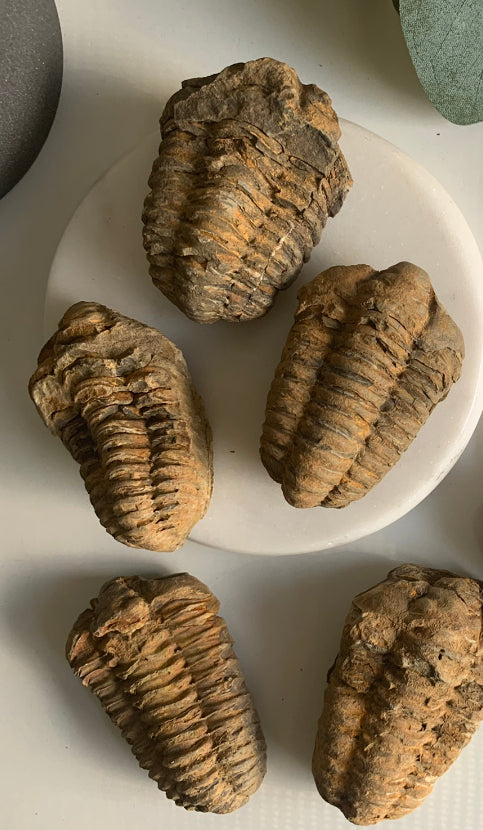 Trilobite Fossils