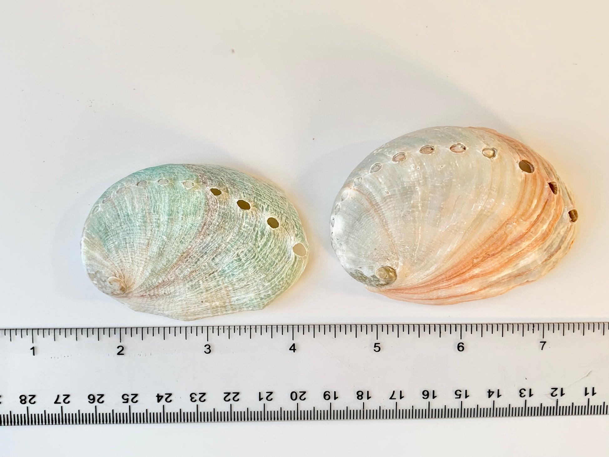 Red Abalone Shell Pattern Red abalone shell – Midwest Shores
