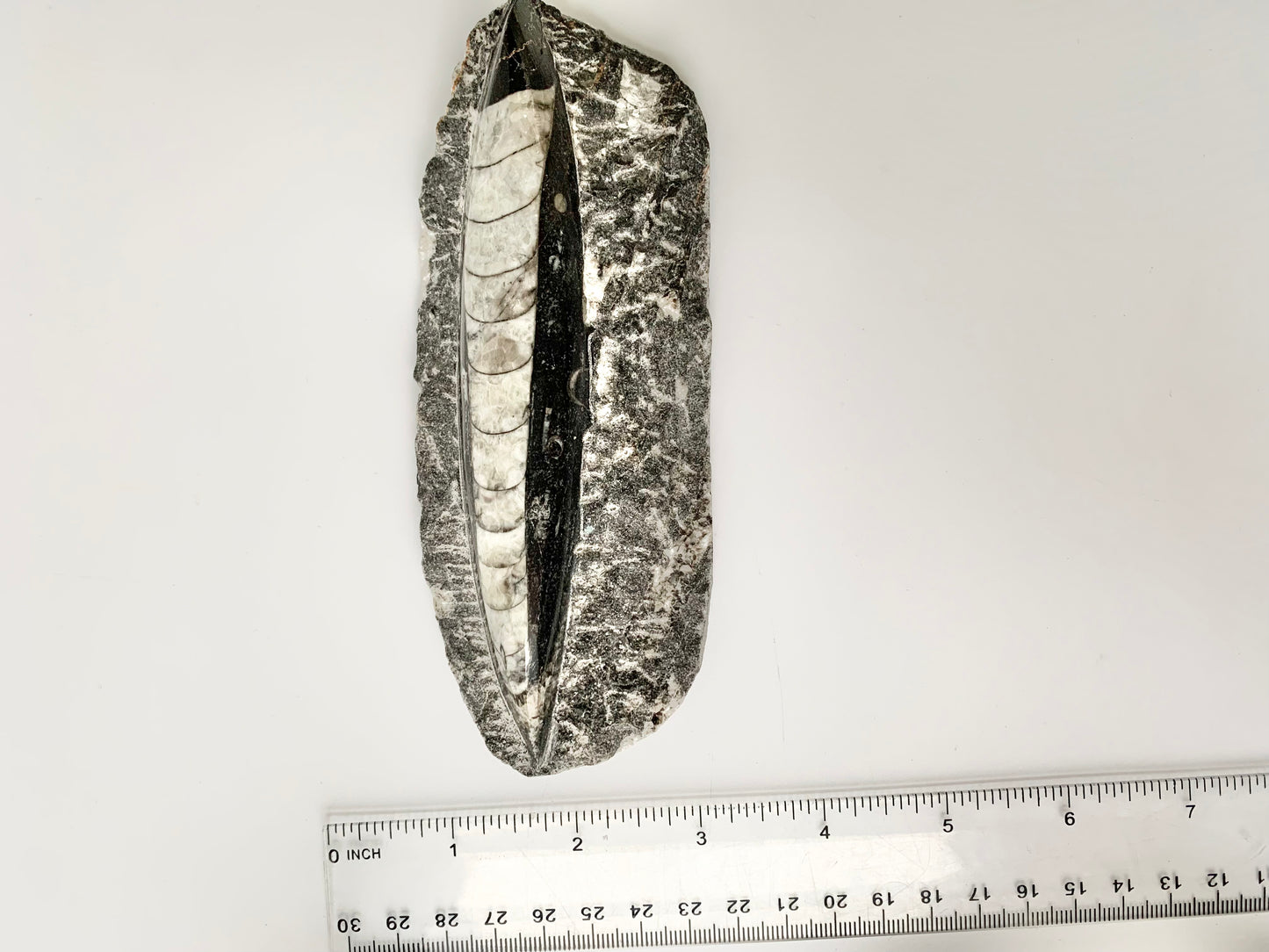 Orthoceras fossil in Matrix, single