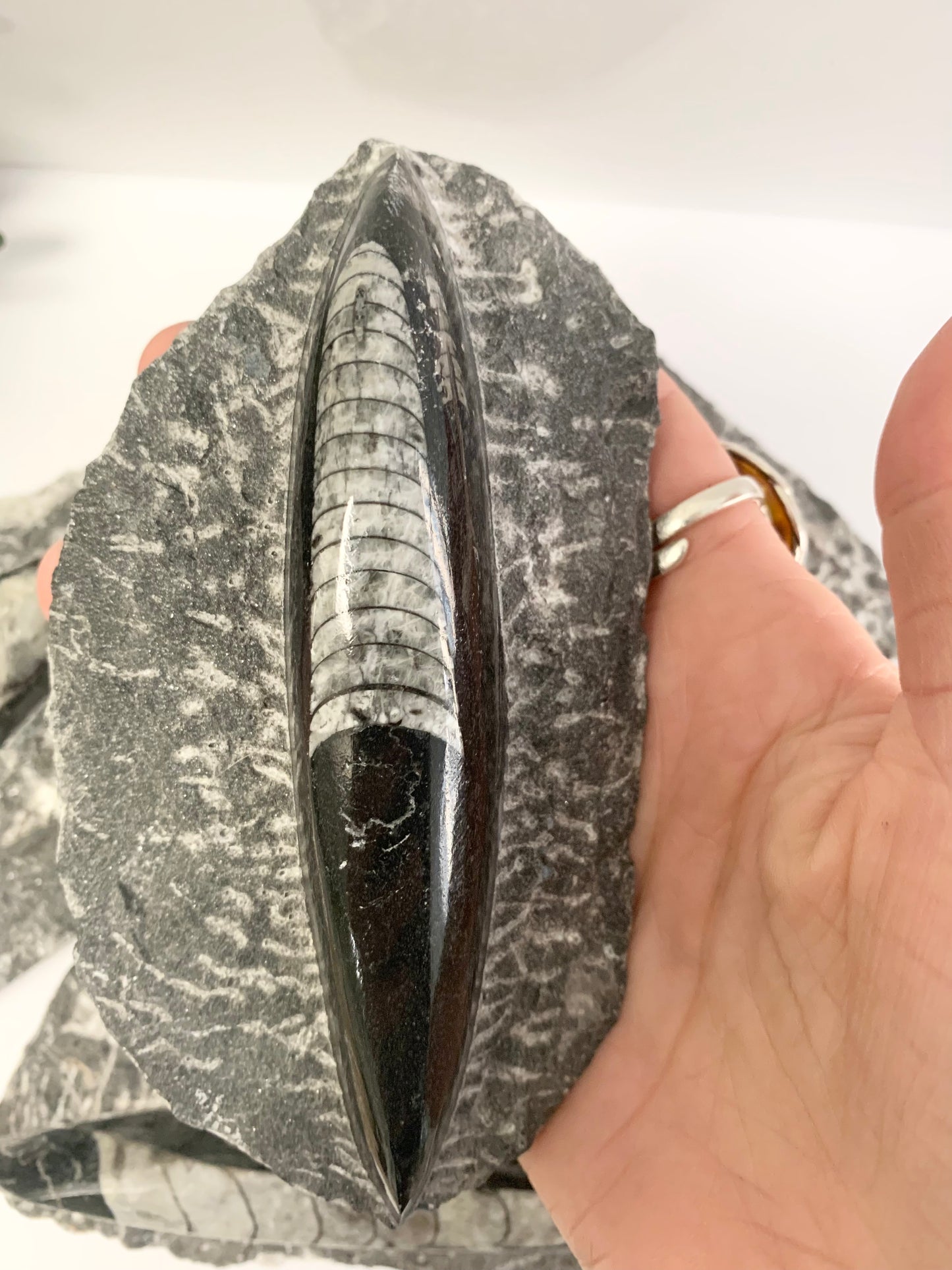 Orthoceras fossil in Matrix, single