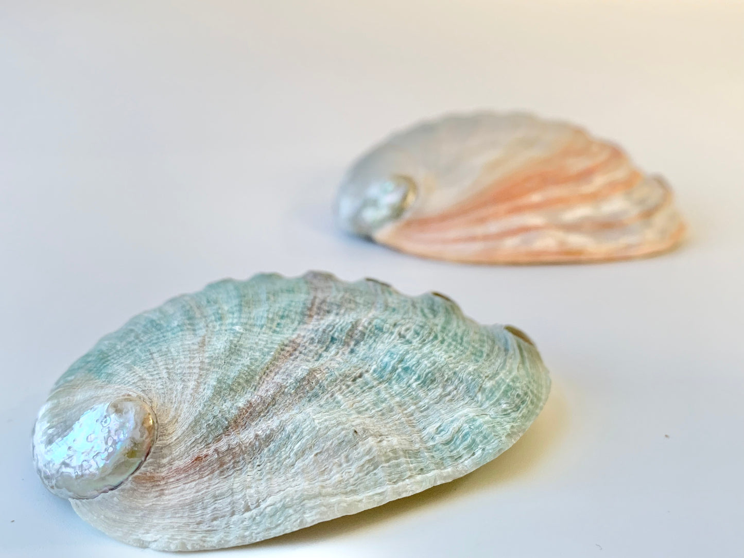 Red abalone shell