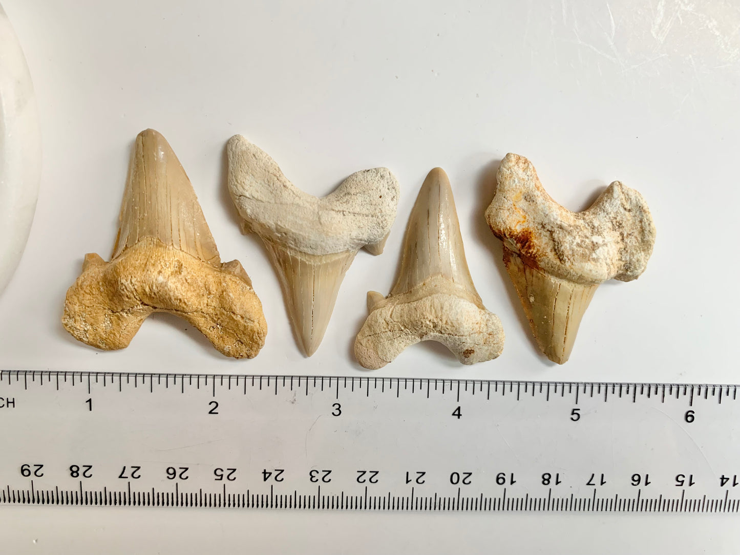 Otodus Shark Fossil Tooth