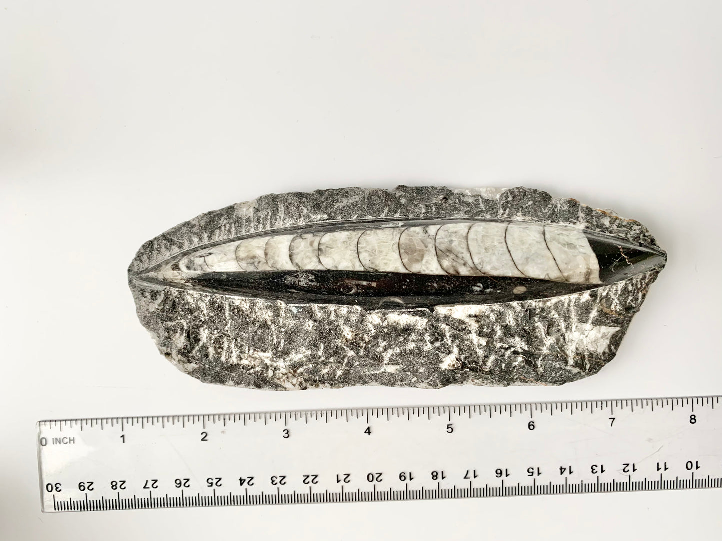 Orthoceras fossil in Matrix, single