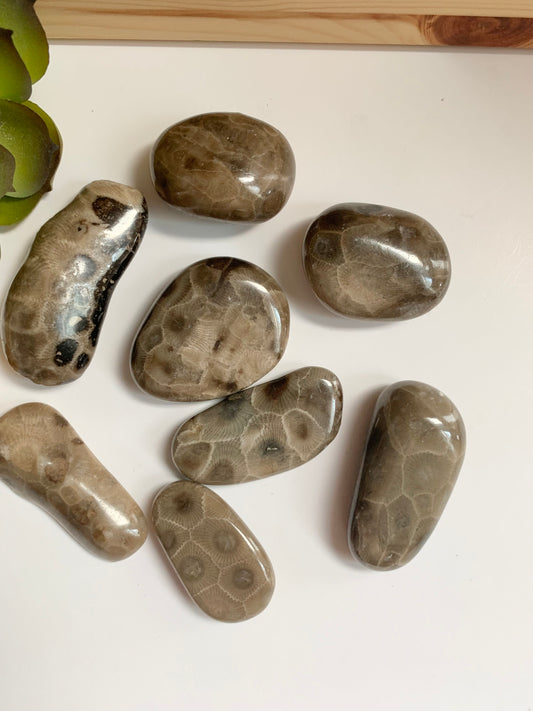 Petoskey Stones, Half polished and Half Raw