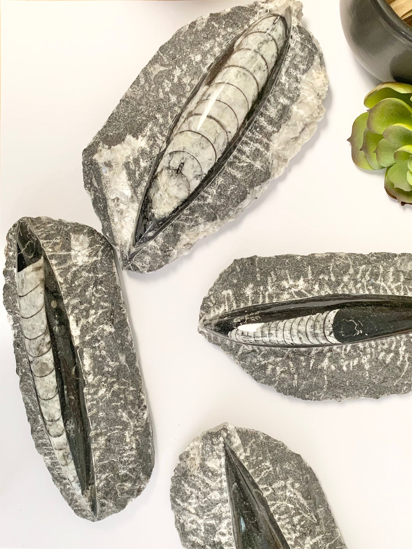 Orthoceras fossil in Matrix, single