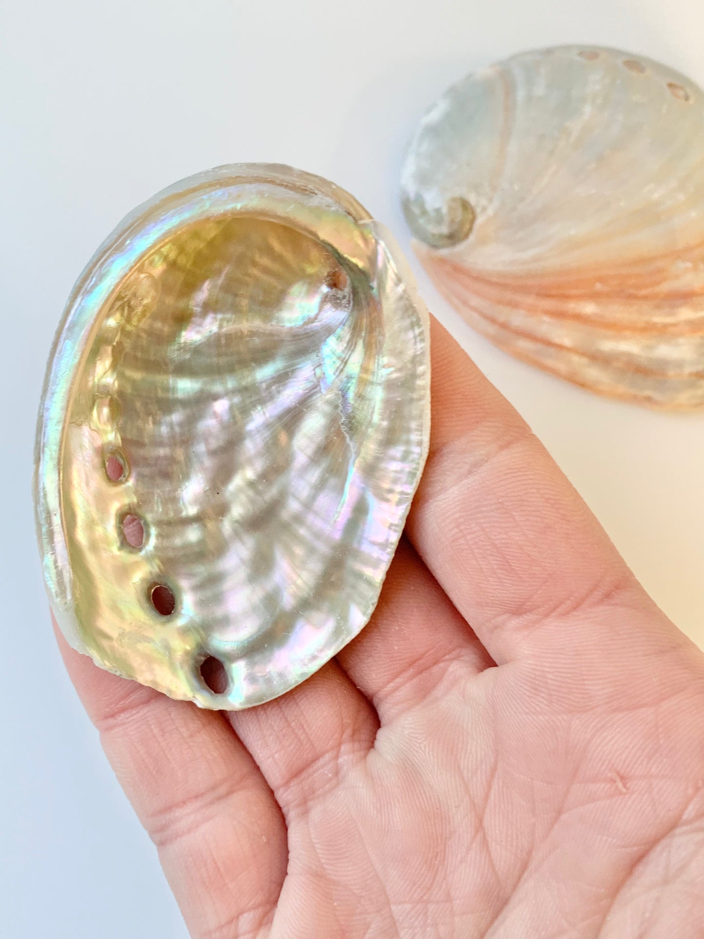 Red abalone shell