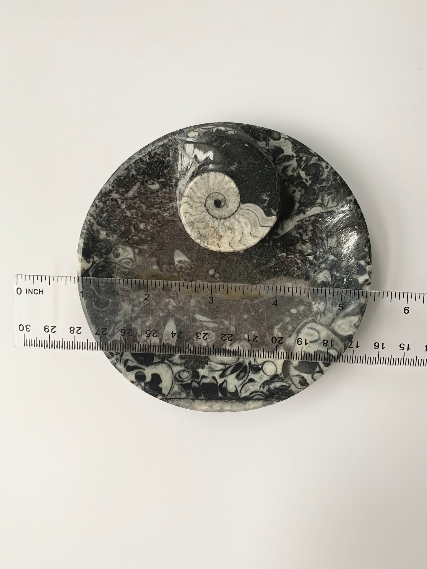 Goniatite Fossil Dish, 3.5-4"