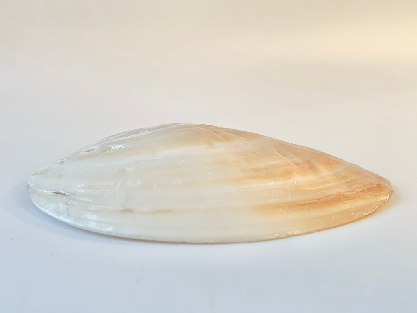 Blister pearl shell