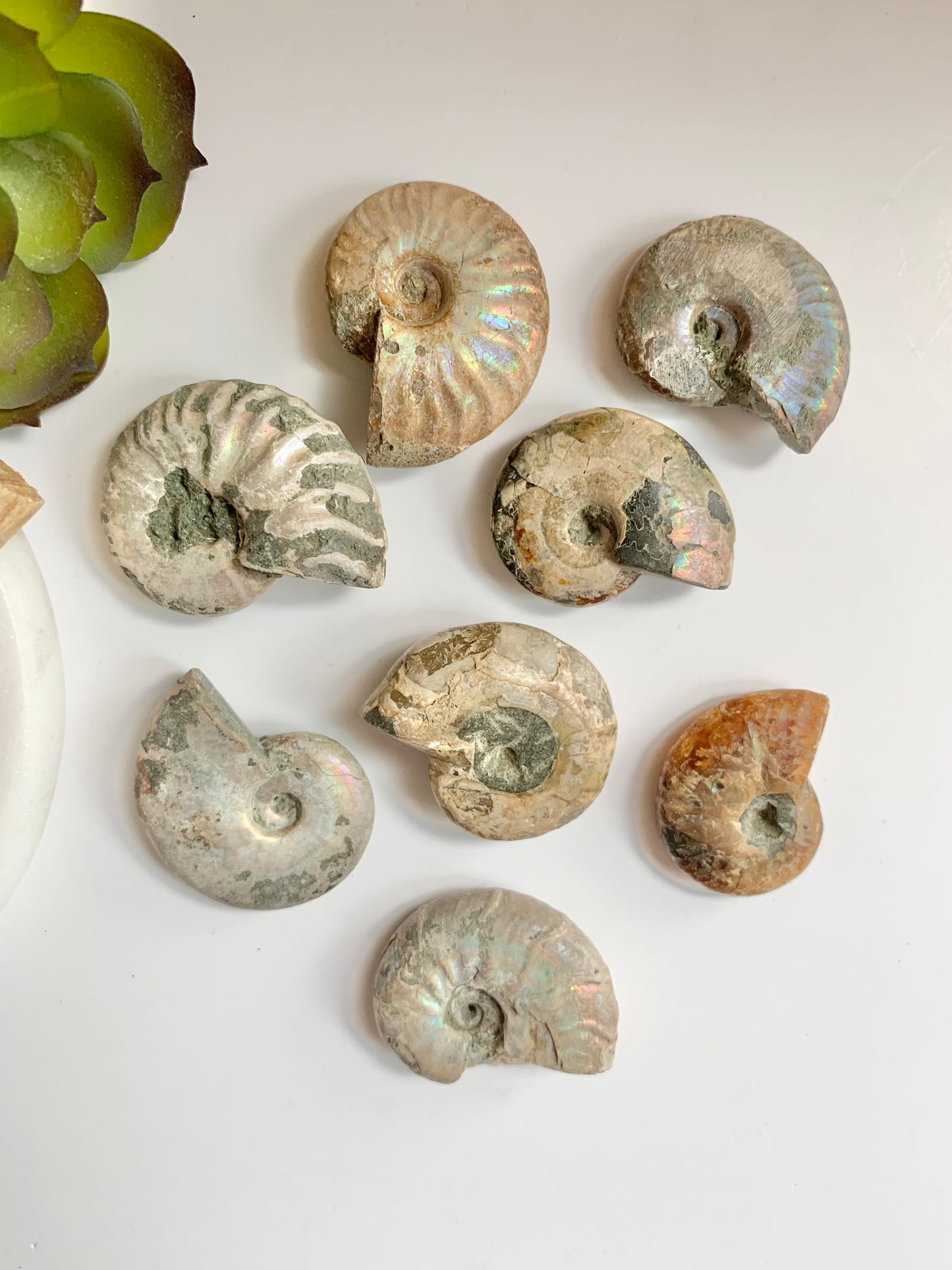 Pearly Ammonite Fossils
