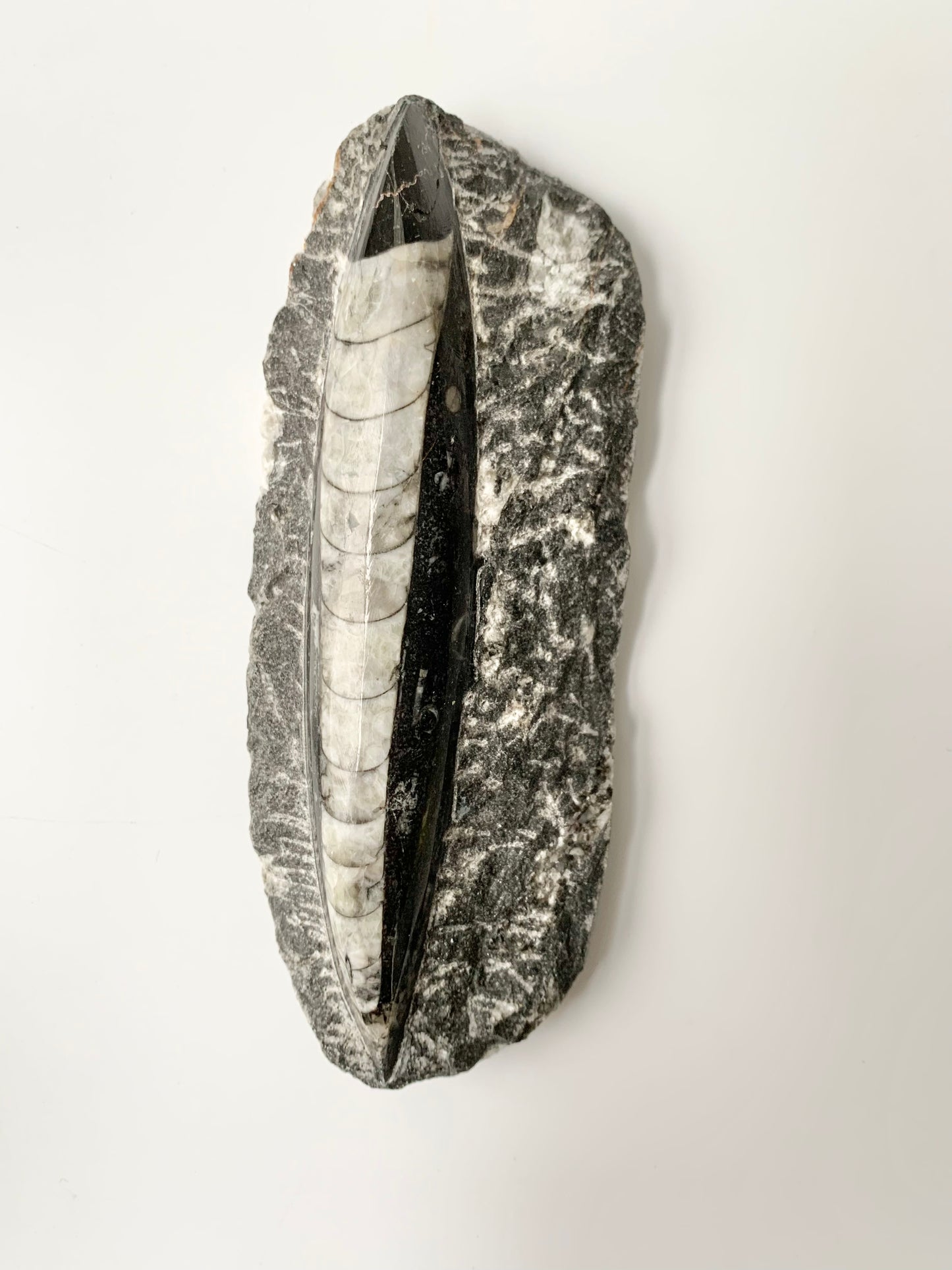 Orthoceras fossil in Matrix, single