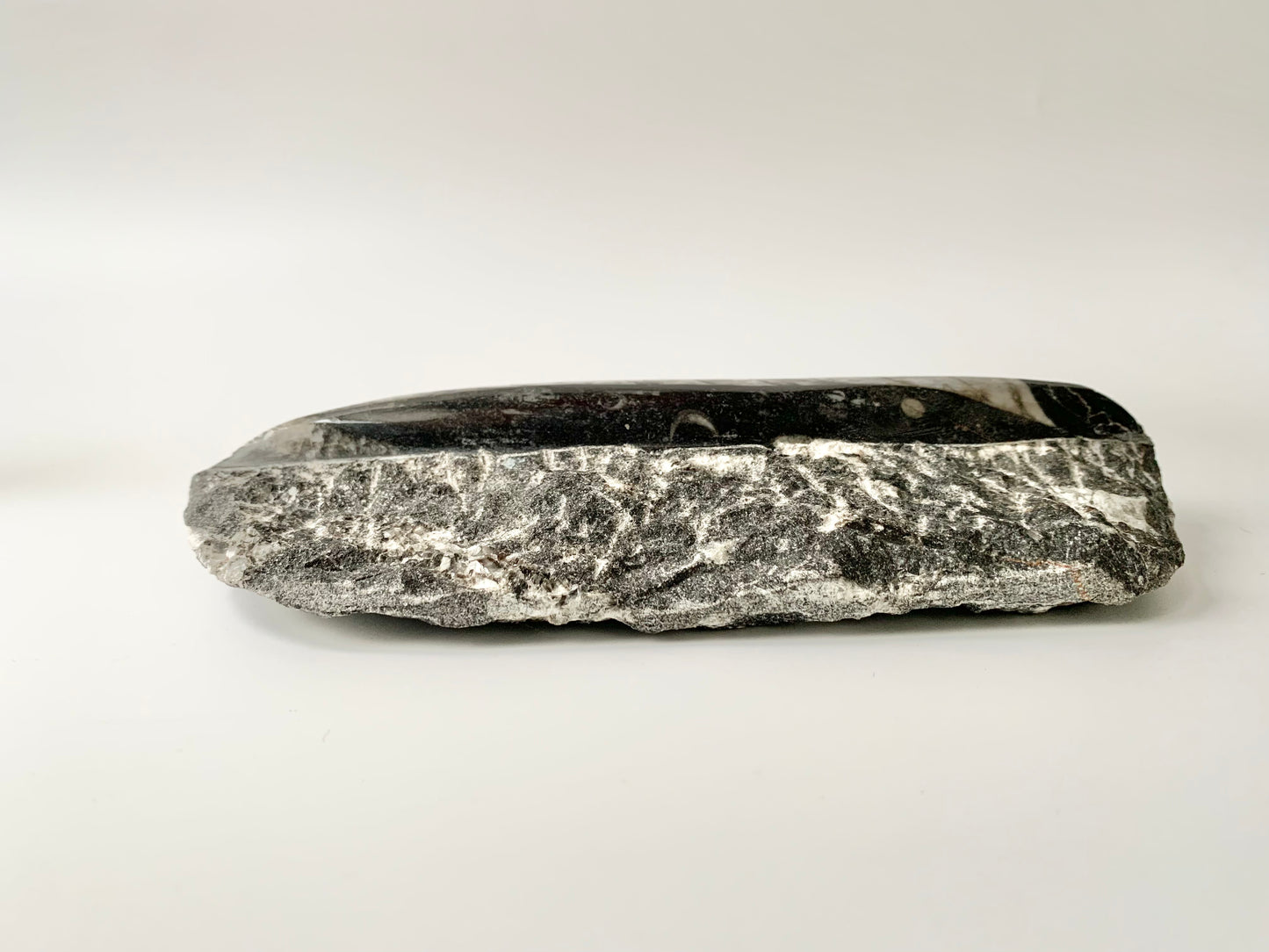 Orthoceras fossil in Matrix, single