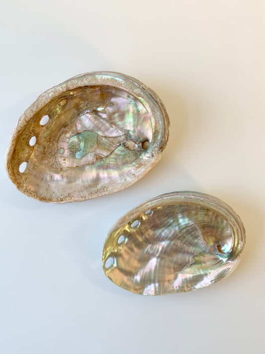 Red abalone shell